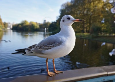 Im St. James´s Park gibt es viele Möwen, Schwäne, Eichhörnchen, ... (Bild: Balduin Lauxmann)