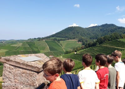 27.08.2019 Blick auf den Weinberg (Bild: Jakob Würfel)