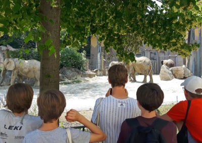 Der Tiergarten Schönbrunn ist der älteste noch bestehende Zoo der Welt. Hier sind Elefanten zu sehen. (Bild: Jakob Würfel)